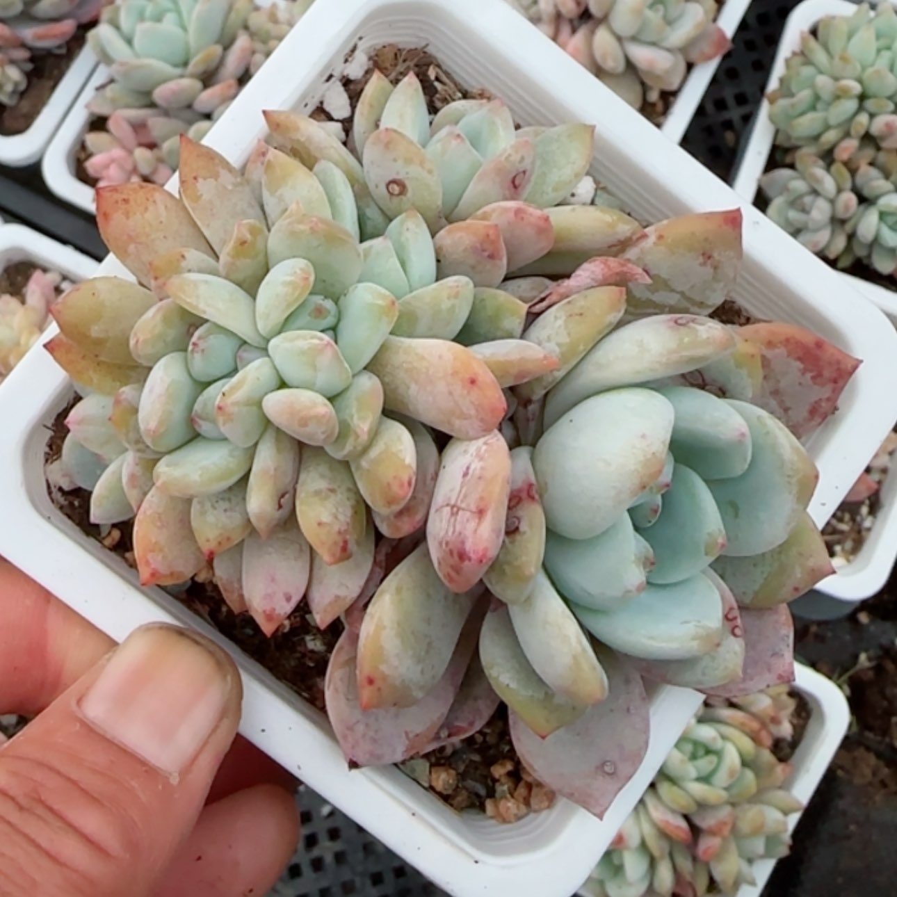 【闪购商品】橙梦露19