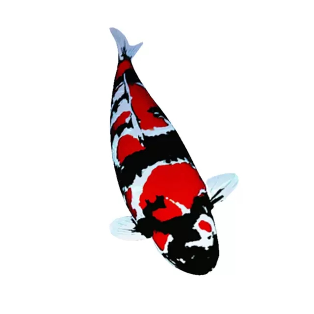 直播链接淡水观赏鱼尺寸品相以直播间为准