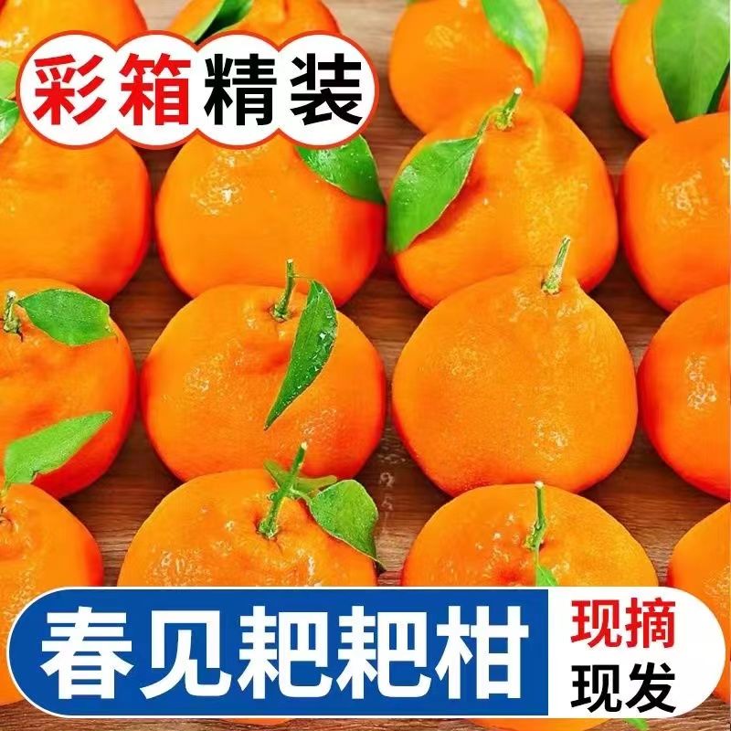 现摘现发正宗眉山春见耙耙柑特大果新鲜橘子整箱四川丑橘薄皮桔子