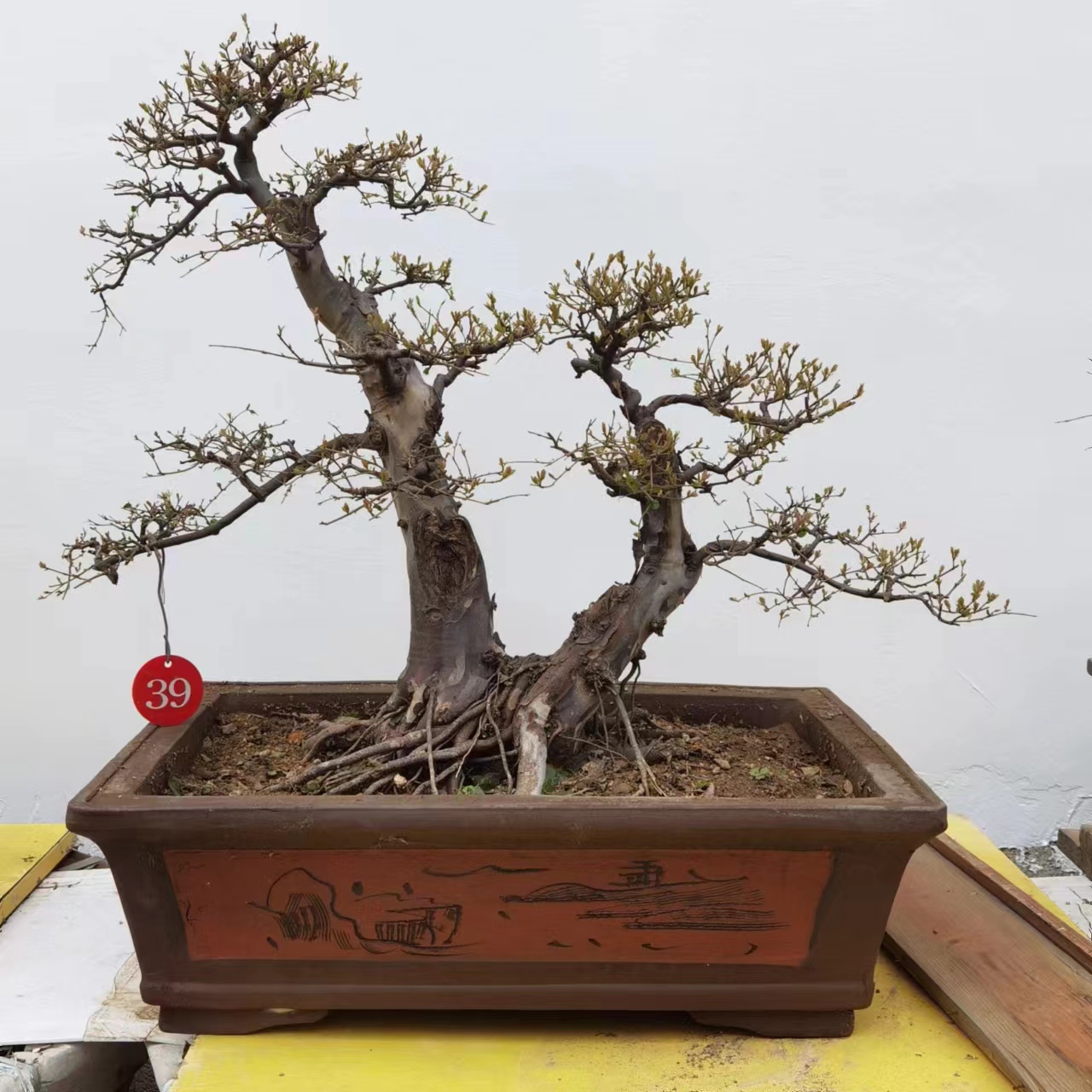 拾光盆景园小叶榔榆三角枫雀梅老桩（直播间一物一拍）