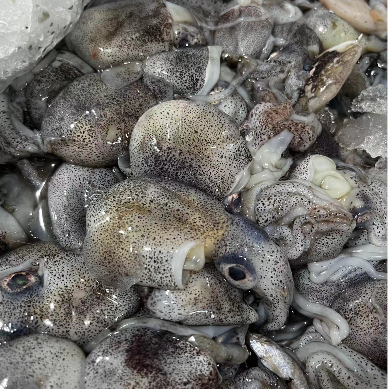 【东海野生小墨斗4斤】新鲜海捕小飞象