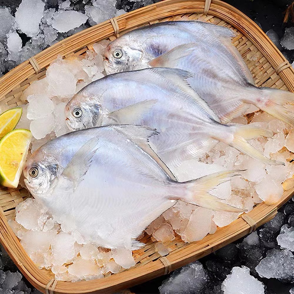 【东海野生鲳鱼4斤】深海海捕银鲳鱼锁鲜发货