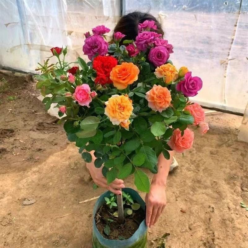 一物一拍树桩月季花大花浓香四季开花