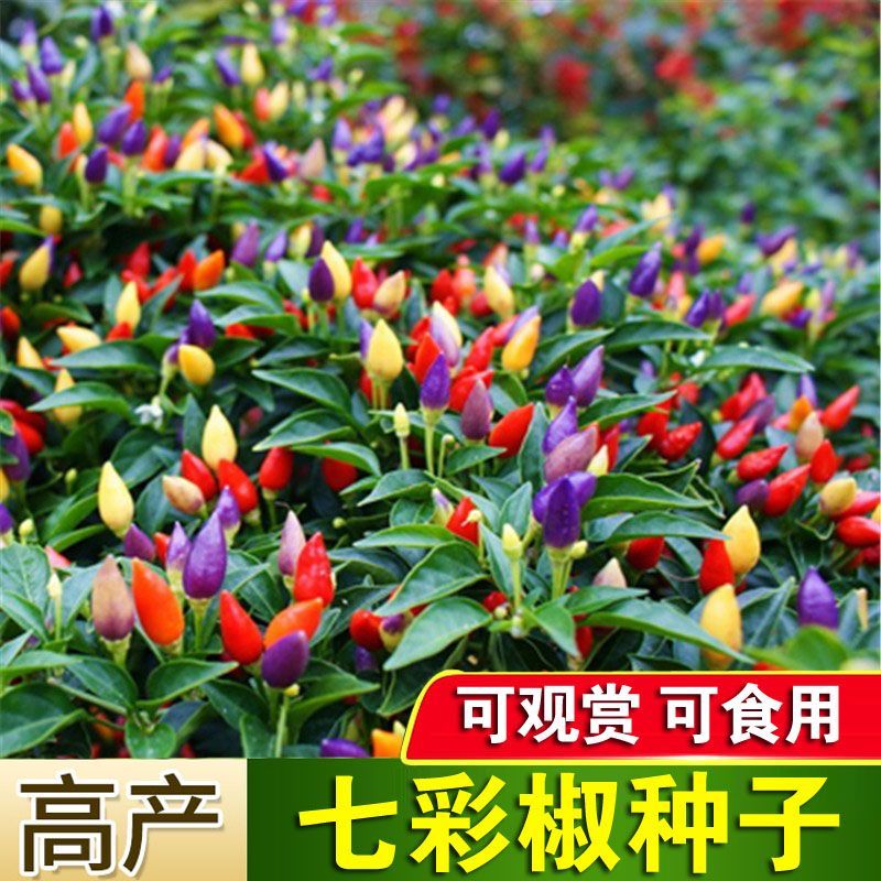 【七彩椒种子】观赏椒七彩椒蔬菜种子阳台盆栽四季播辣椒种子