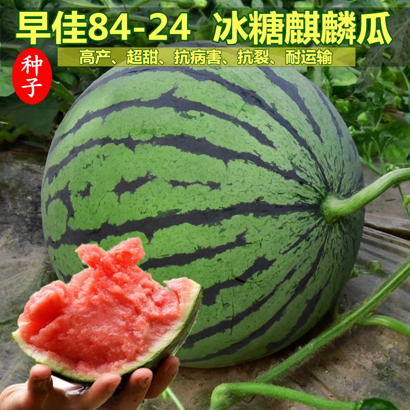 【8424麒麟西瓜种子】特大高产巨型南方四季蔬菜水果种