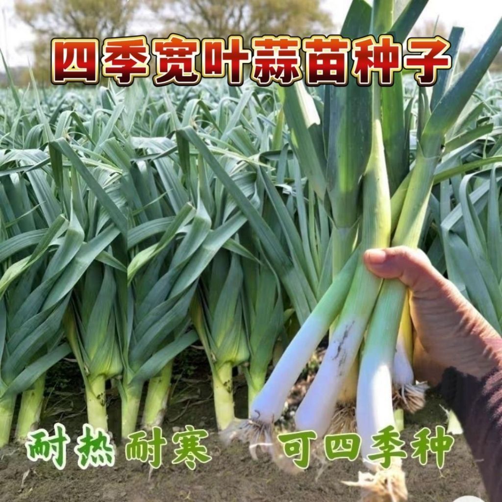 【蒜苗种子】阳台小院新鲜种植耐寒耐高温盆栽庭院蔬菜种籽