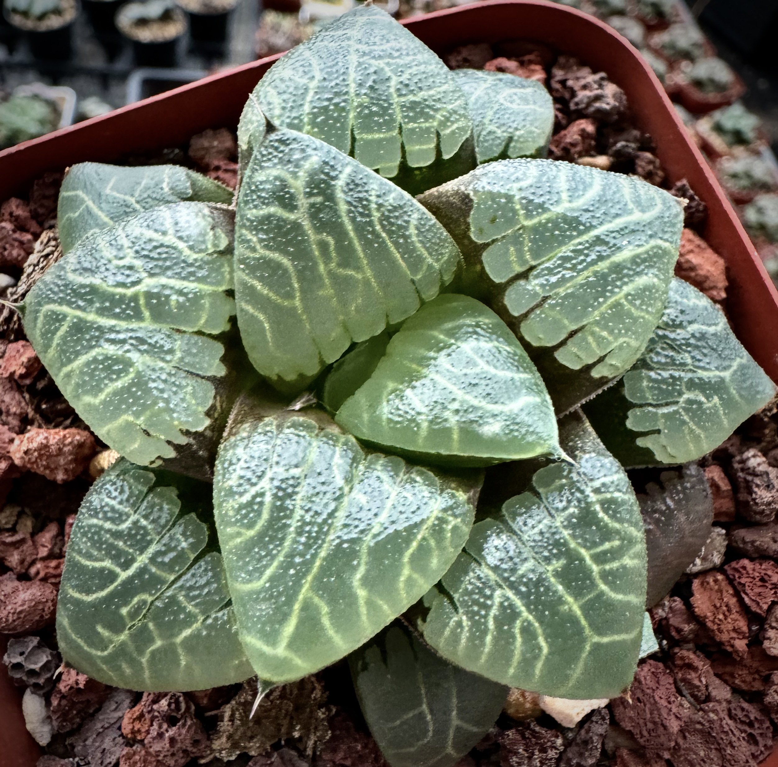 新品镜面克寿多肉植物冰灯玉露寿万象玉扇择优带盆发货