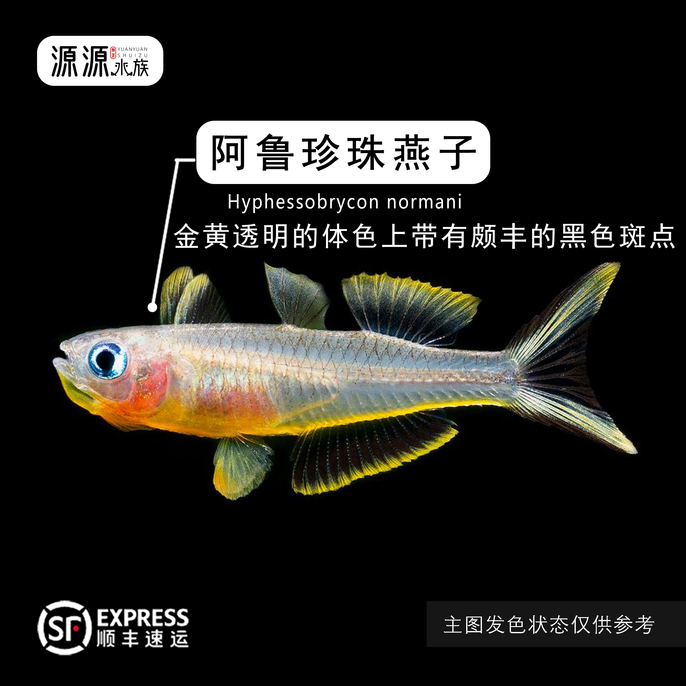 【源源水族】阿鲁珍珠燕子鱼 高端观赏鱼活体小型热带鱼 顺丰发货