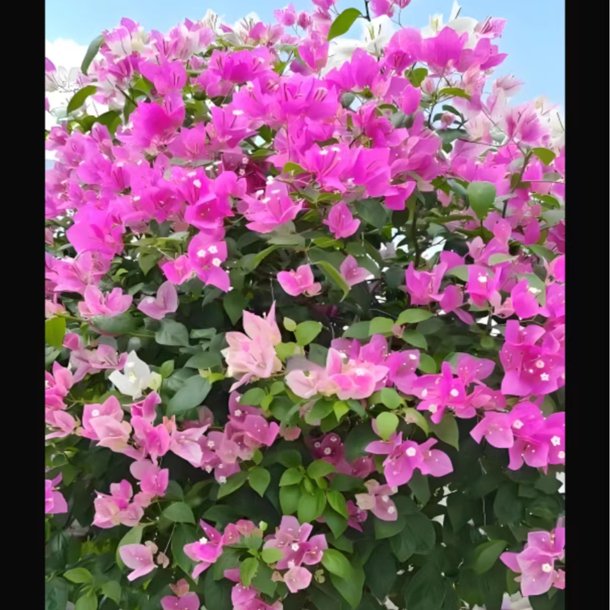 【漳红英】百变花蝴蝶，花开百变多色非常勤花三角梅