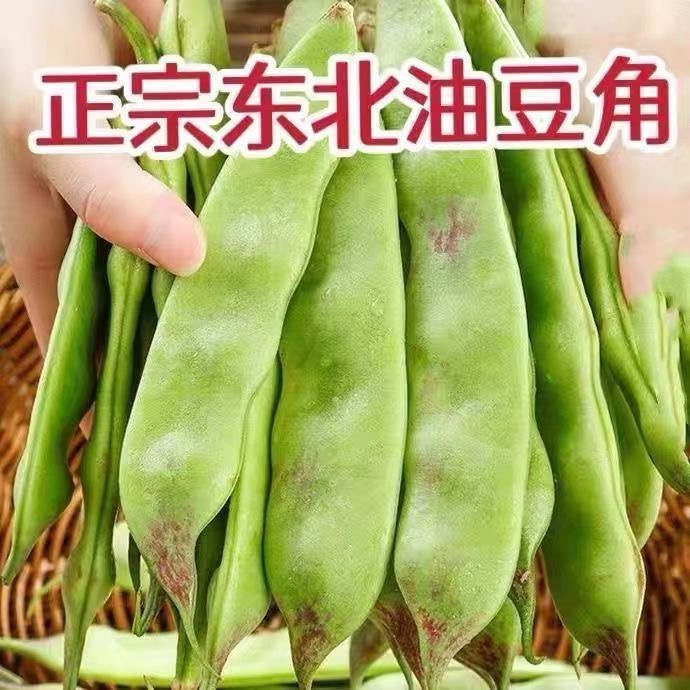 正宗东北油豆角  新鲜蔬菜一点红九月青大面豆无筋小油豆开锅烂