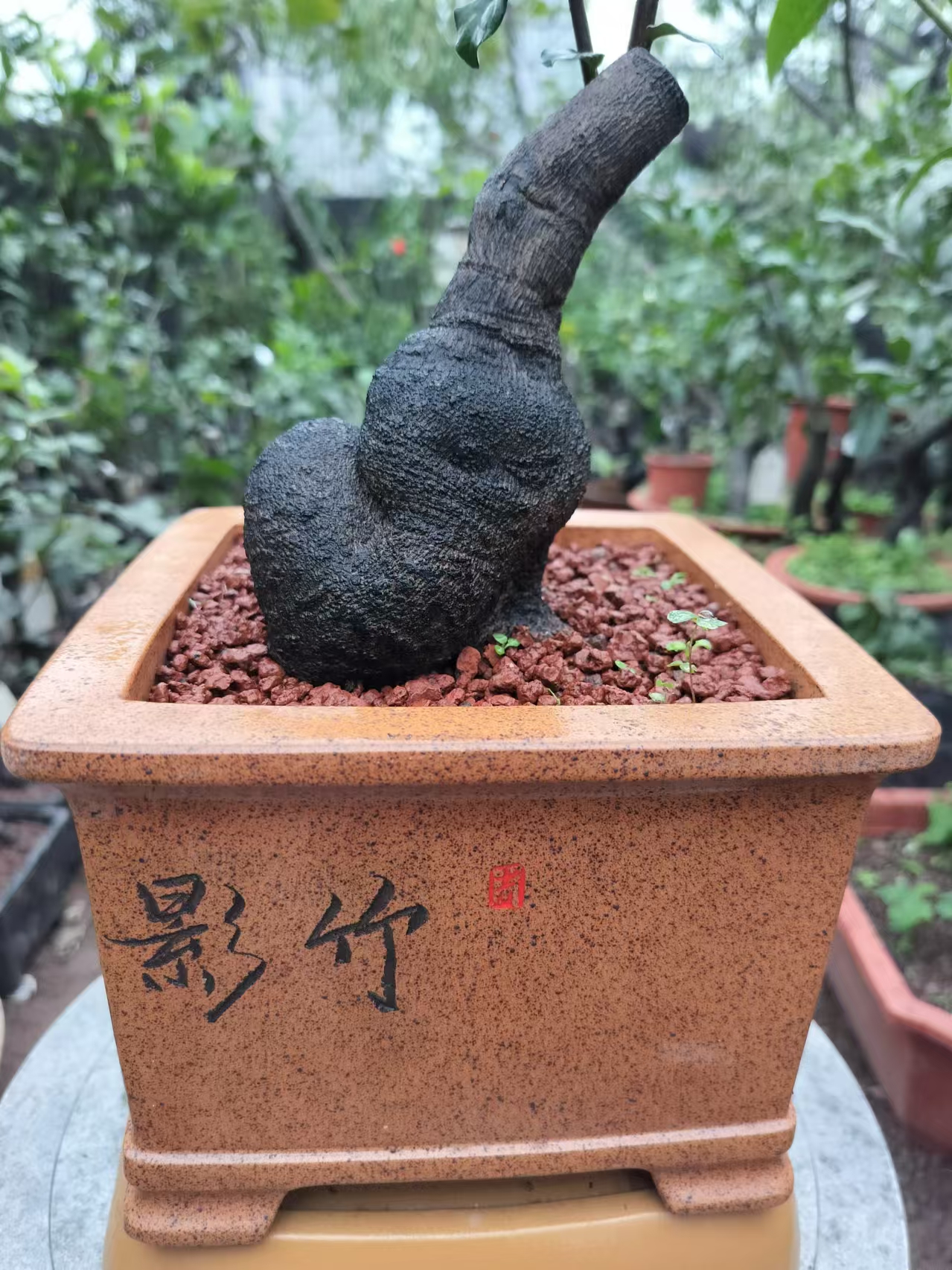 金弹子绿植盆栽室内装饰植物好养易活