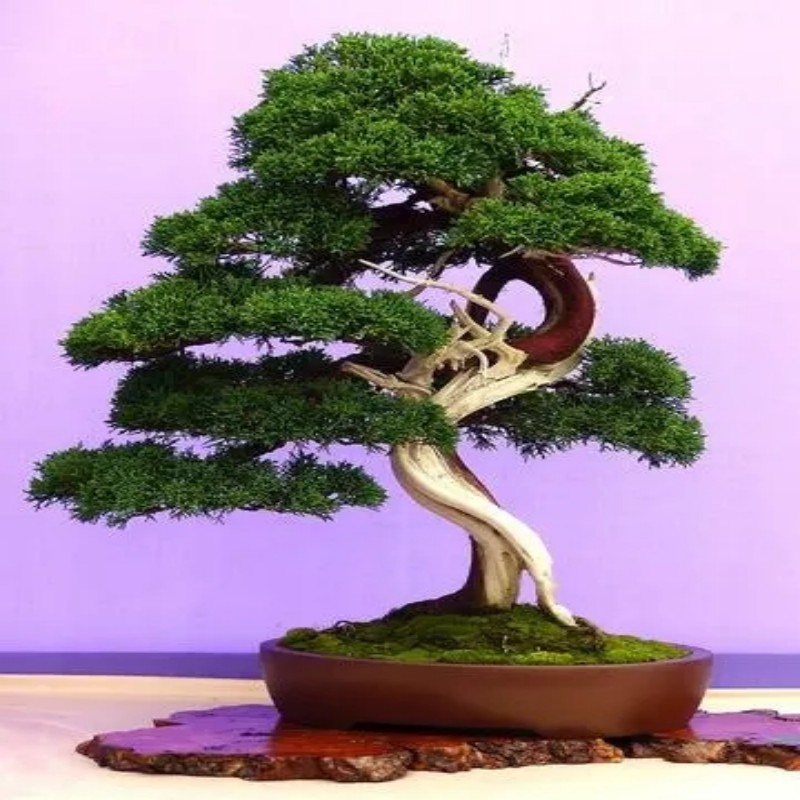 静静盆景园艺订制木架