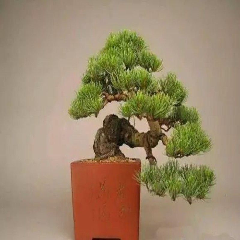 静静盆景园艺订制木架