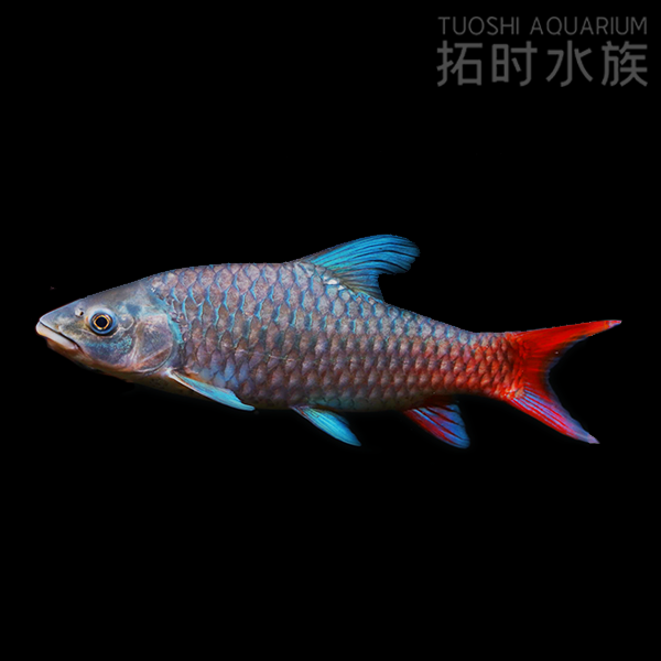 彩虹吉罗 非洲进口吉罗淡水观赏鱼