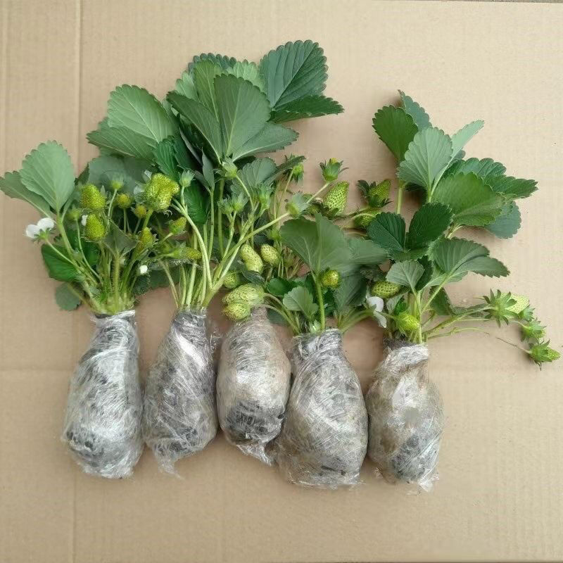 (20天结果)奶油草莓秧苗盆栽四季草莓苗南方北方种植当年结果