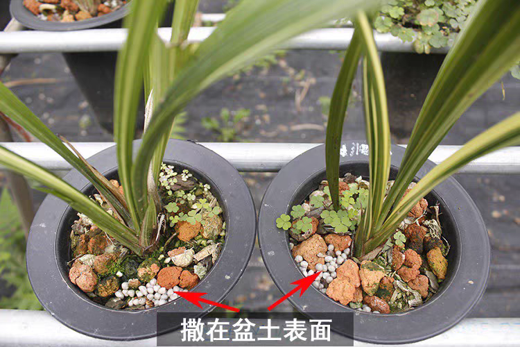 兰花多肉专用肥长效缓释肥促进根系生长花卉通用250克装