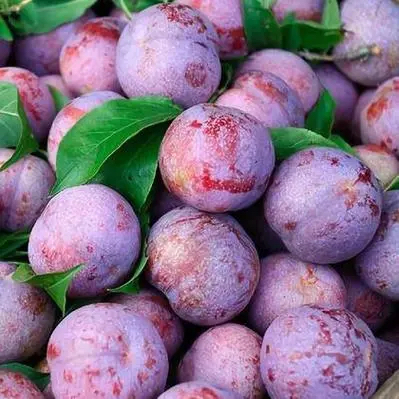 阿坝州高海拔红脆李