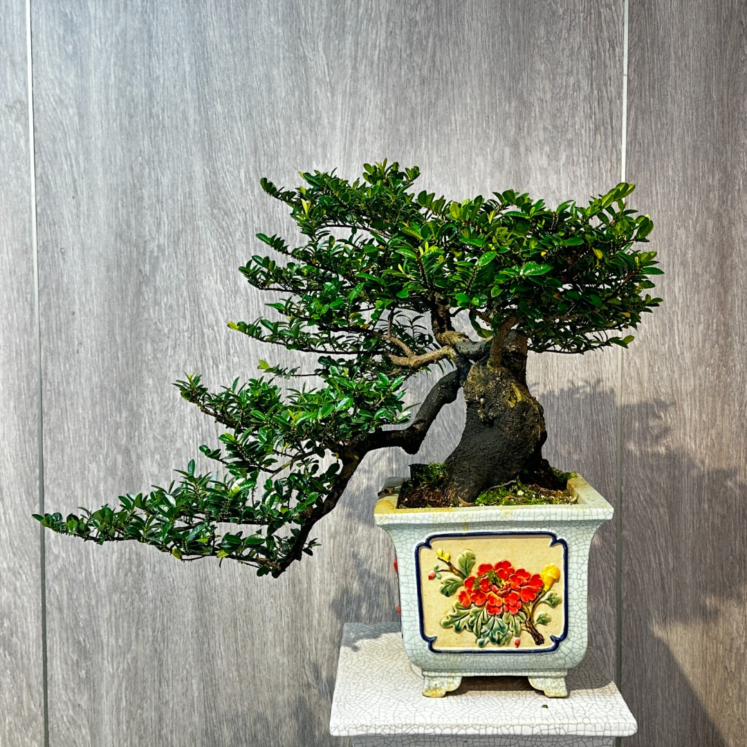 海岛翠米茶 绿宝石 栀子花 岗松 龙船花 春花 石斑木 三角梅 