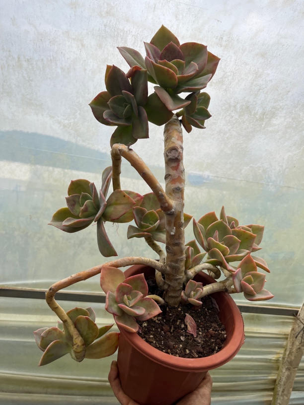 鹤士多肉老桩 多头30厘米发货超大贵货 漂亮精控