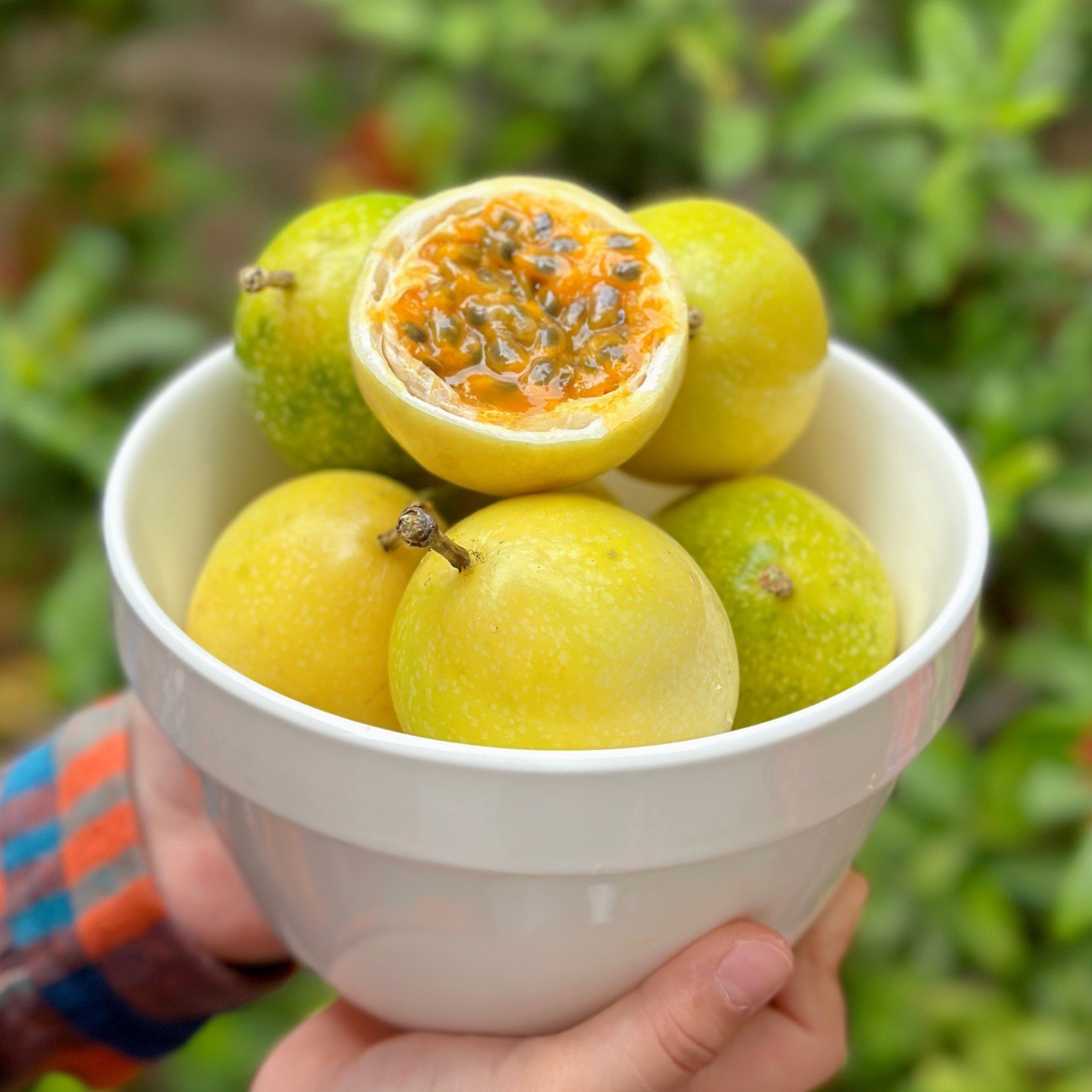 【顺丰快递】海南黄金百香果钦蜜百香果4斤 花蜜芭乐味 新鲜采摘