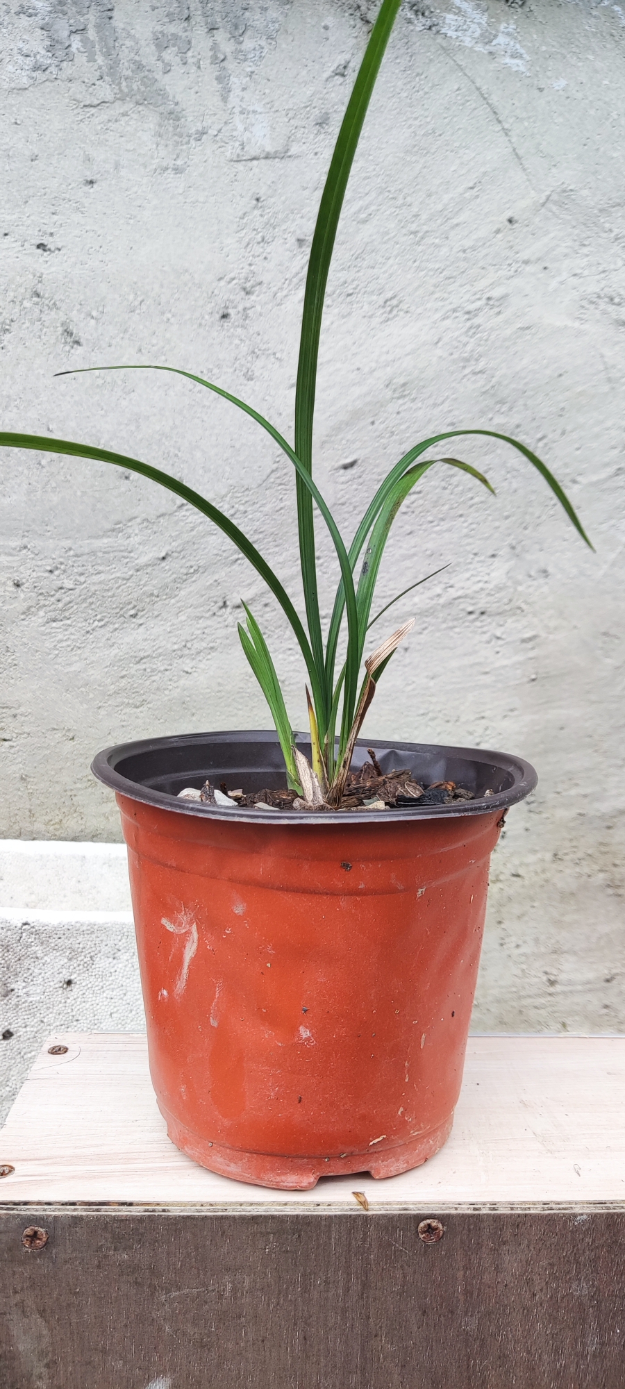 春剑品种，草型略直立，叶质较较好，株高20厘米，2苗1芽