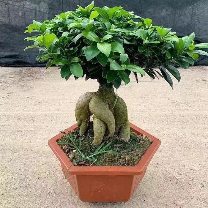 S型榕树小叶金钱榕大型夏季盆景室内外阳台净化空气花卉绿植发货