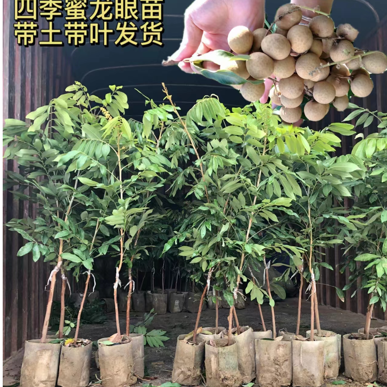 四季龙眼果树苗 果肉脆甜 四季结果 带土带叶发货
