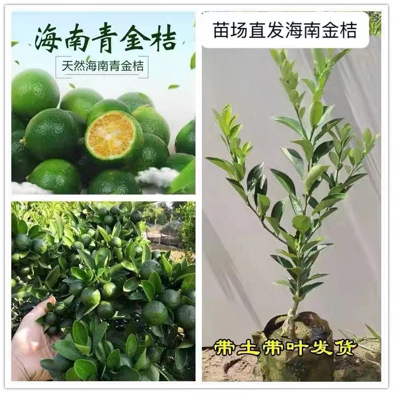 海南青金桔柠檬 四季结 带土带叶发