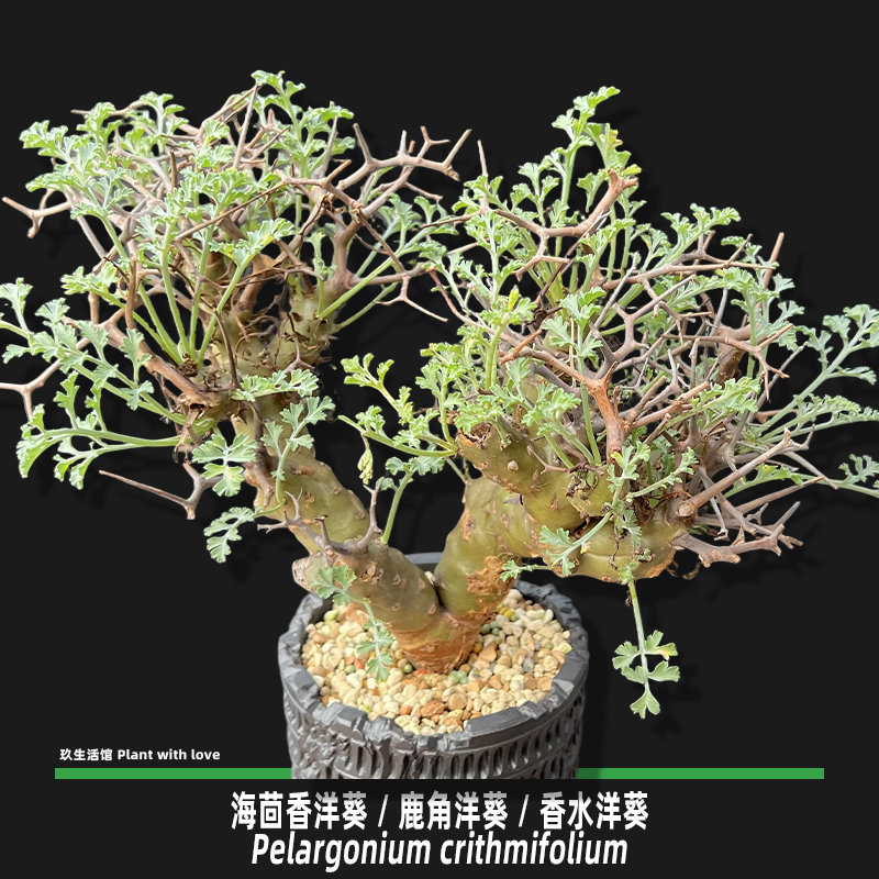 海茴香洋葵/香水洋葵/鹿角洋葵 稀有牻牛儿苗科块根多肉植物 实生