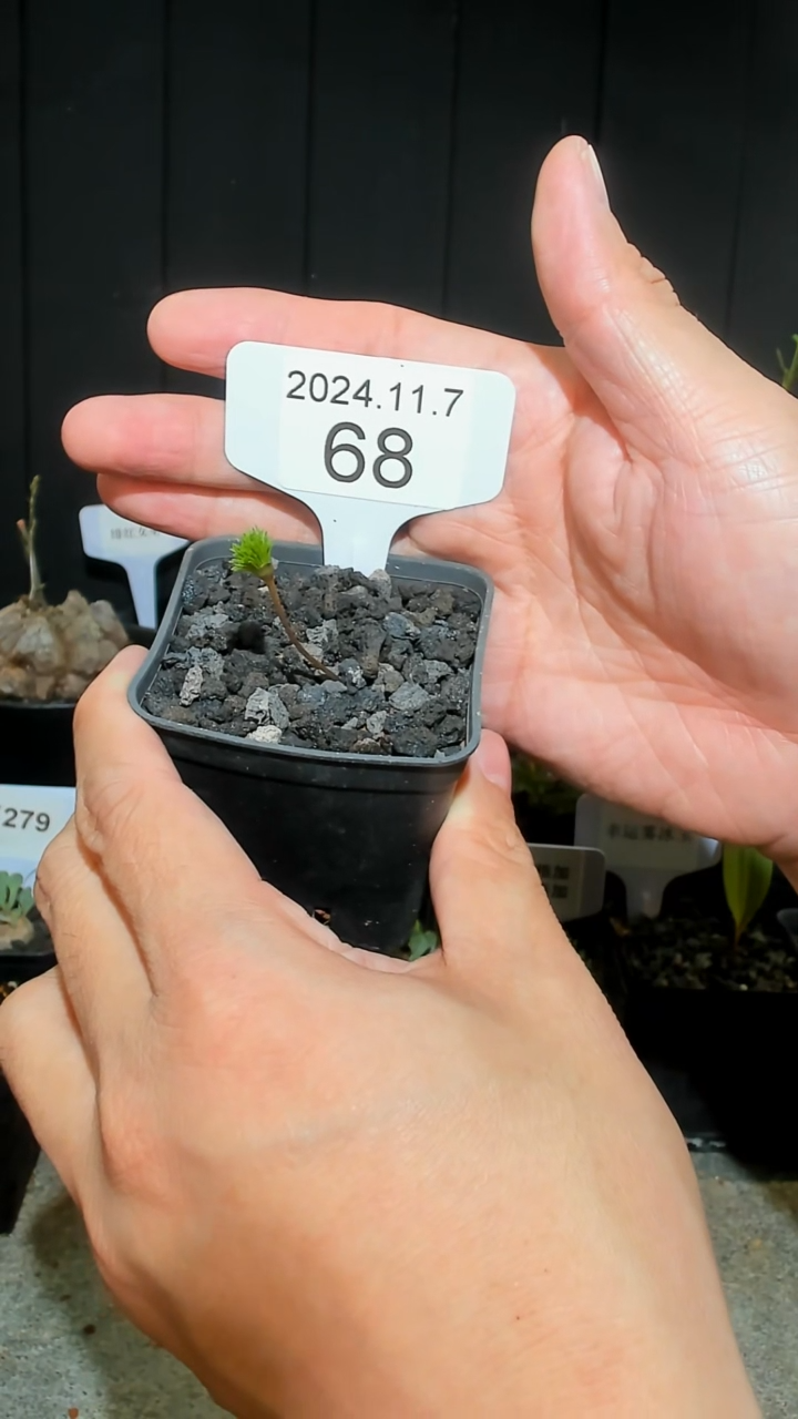 【闪购商品】叶损不保雾凇雾冰玉11.7.68