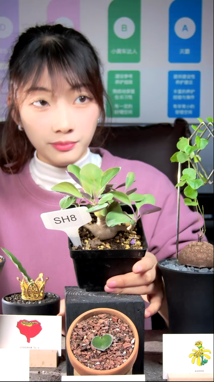 【闪购商品】美尻SH8