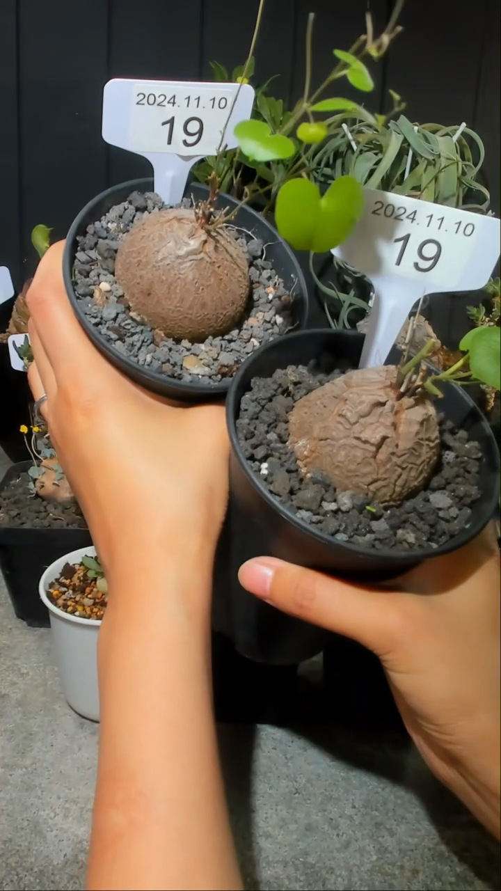 【闪购商品】南非龟甲龙11.10..19