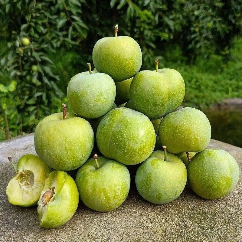 【首播福利】正宗重庆巫山青脆李脱骨李当季大果整箱脆李子鲜脆