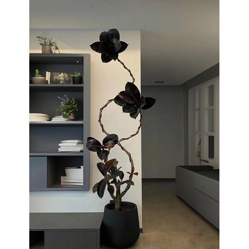 【黑金刚橡皮树】网红绿植花卉盆栽精选阳台办公室美观净化空气