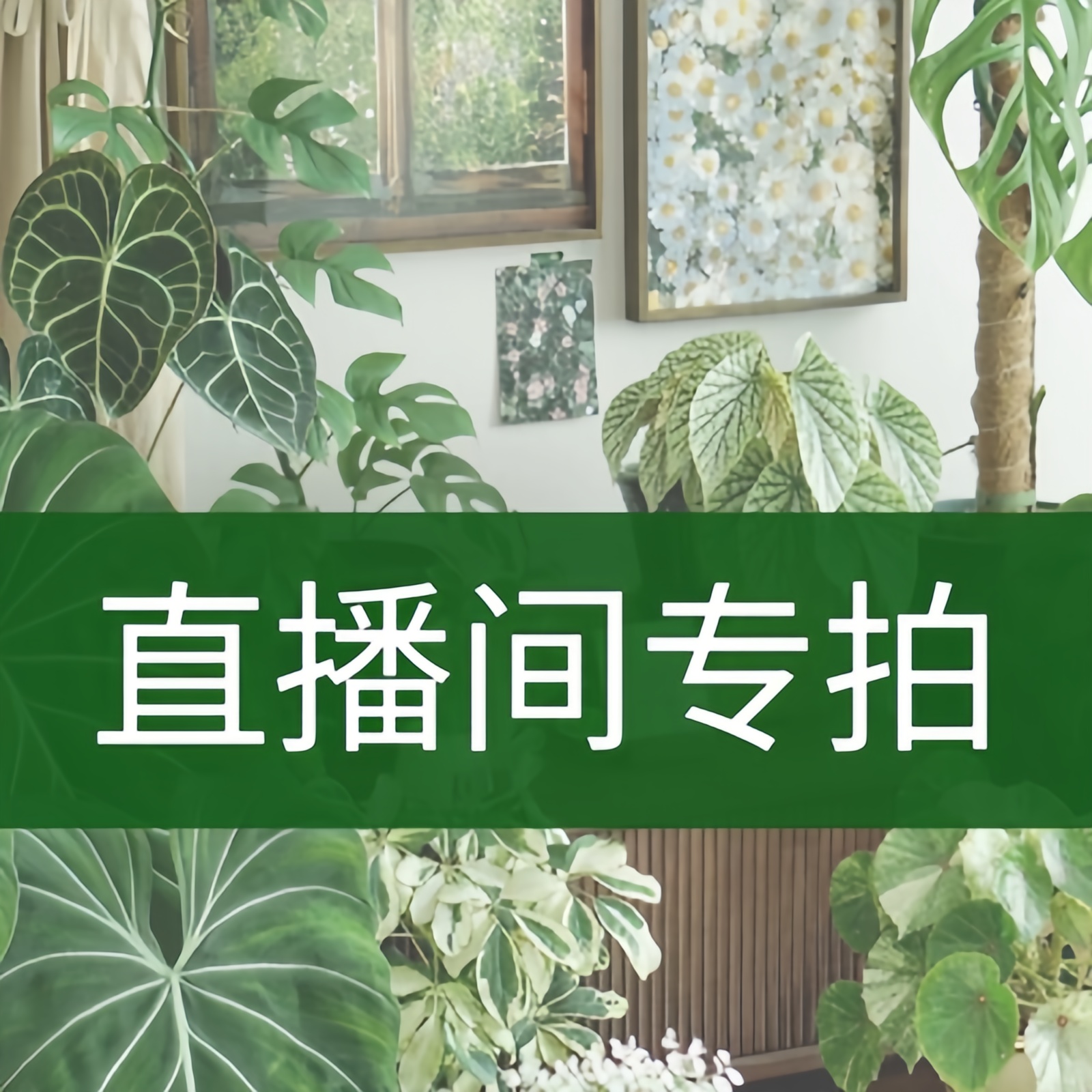 【一物一拍】室内室外高端网红大型鲜活绿植鸭脚木黑金刚高山榕
