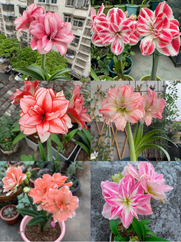 朱顶红种球【一物一拍】