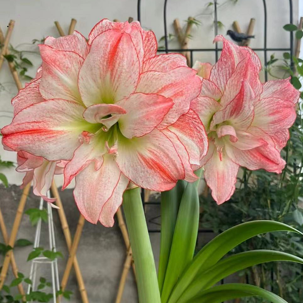 朱顶红鲜花小苗1cm左右（天热烂叶正常无售后）