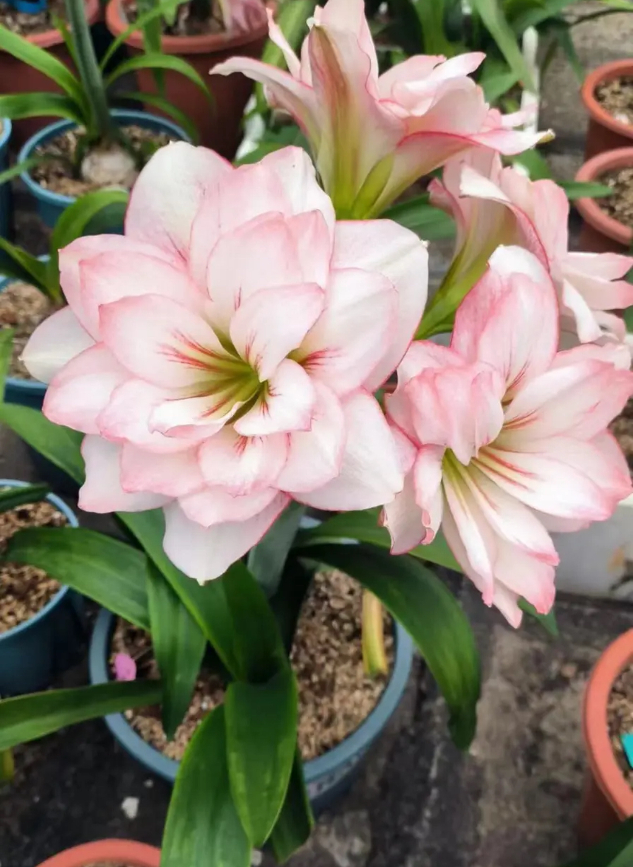 朱顶红【花影重 1厘米左右1棵】球体红黄叶正常 无售后