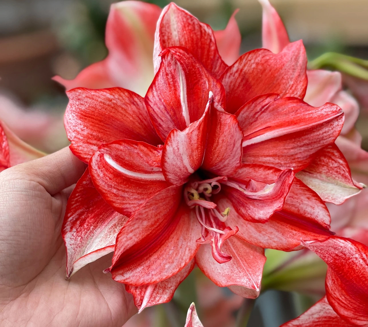 朱顶红【火焰戴丝 7-8厘米左右 1棵】无根叶裸球