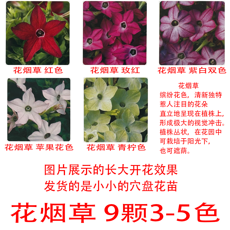 花烟草花苗穴盘苗阳台庭院四季盆栽易种活花卉爆款家庭