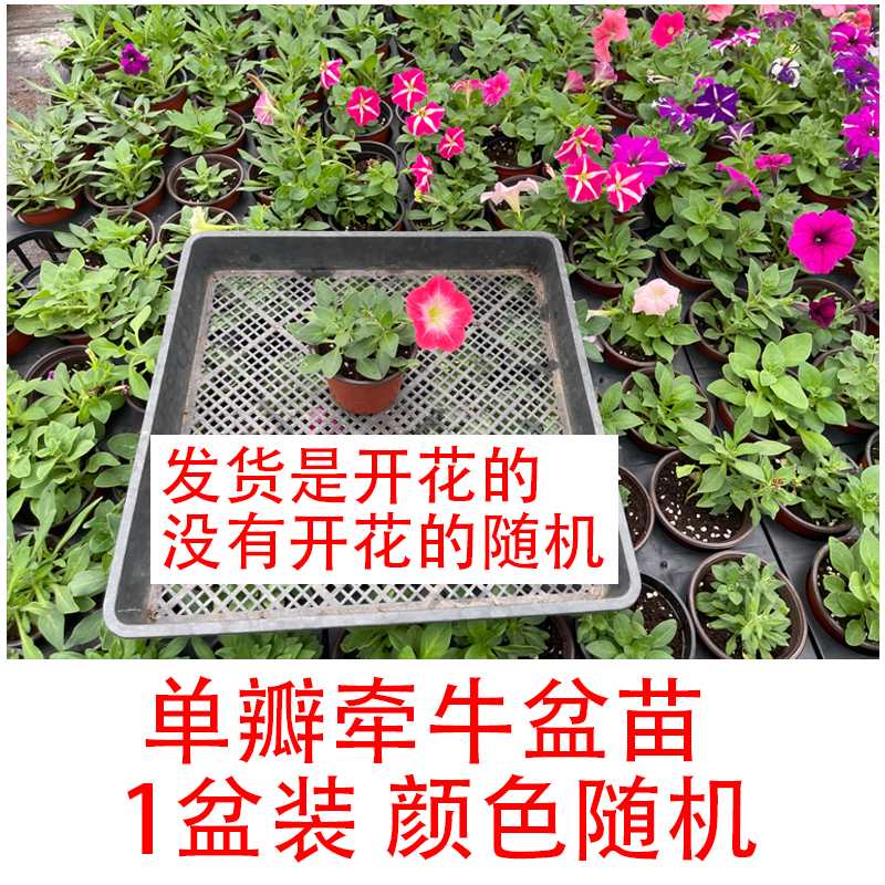 园寻园艺单瓣矮牵牛盆苗 阳台四季新款盆栽组合家庭颜色多花期长