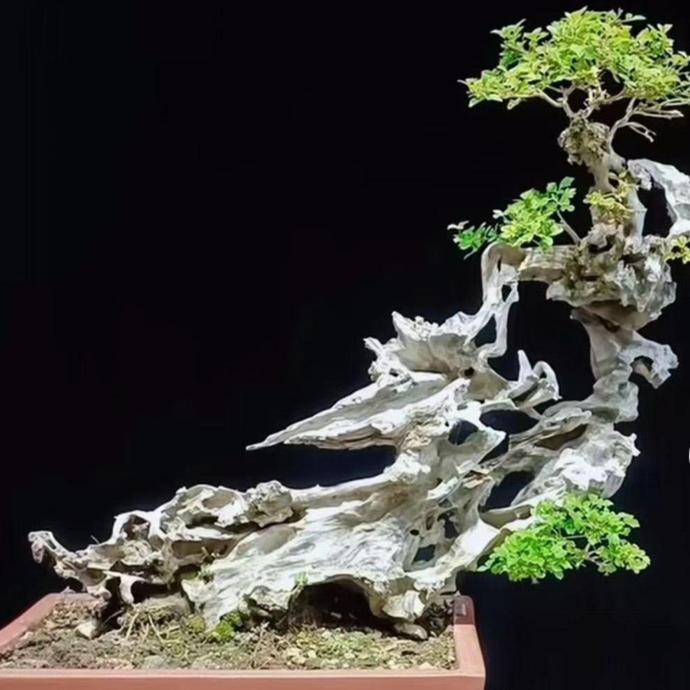 黄荆盆景素材直播间一物一拍自行下单随机发（偏远地区不包邮）