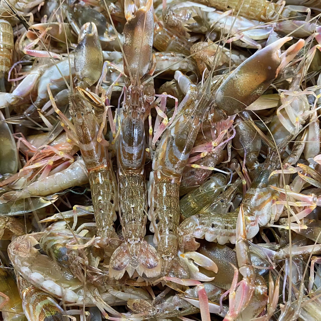 大连花腰虾 天然海虾大小混装（介意大小慎拍）冷冻食用