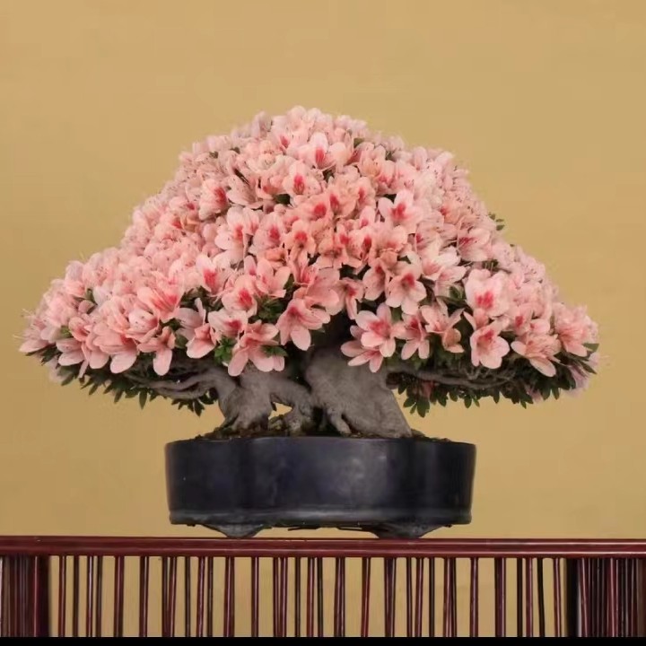 皋月杜鹃，杂木，花卉
