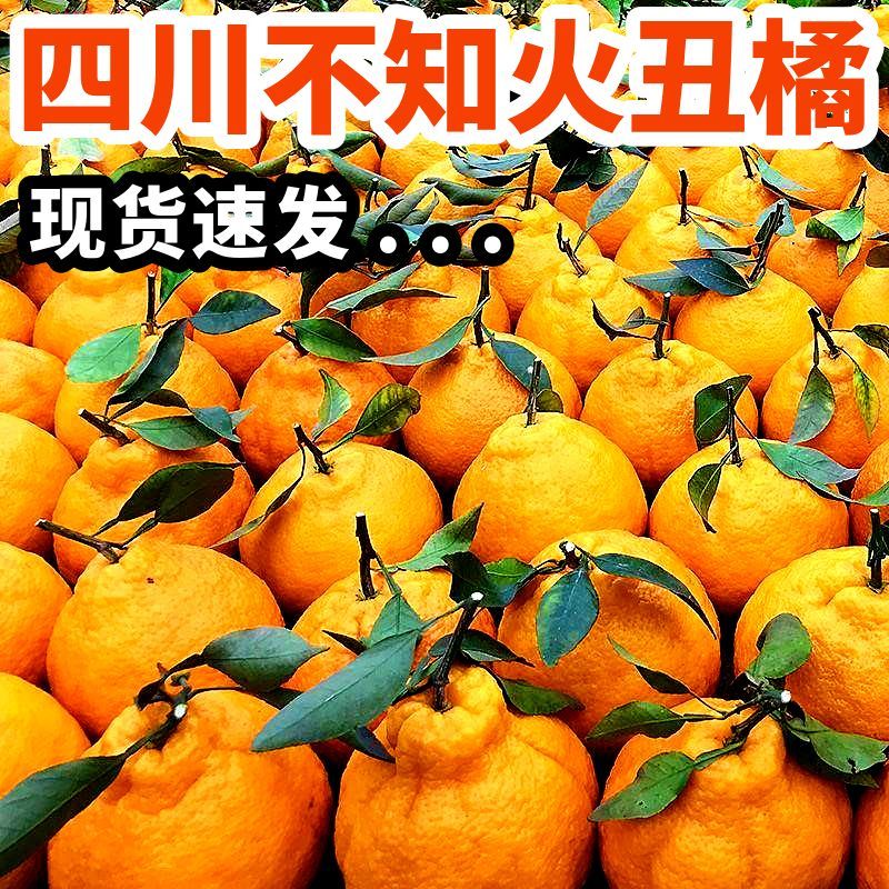 【现摘现发】四川丑橘不知火春见耙耙柑新鲜应季水果1-9斤大果爆汁