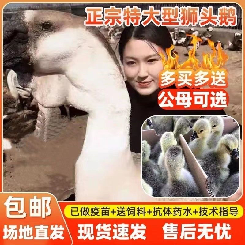 灰狮头鹅苗（三两左右）
