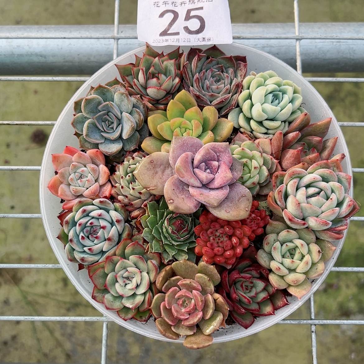 【闪购商品】18颗不重复