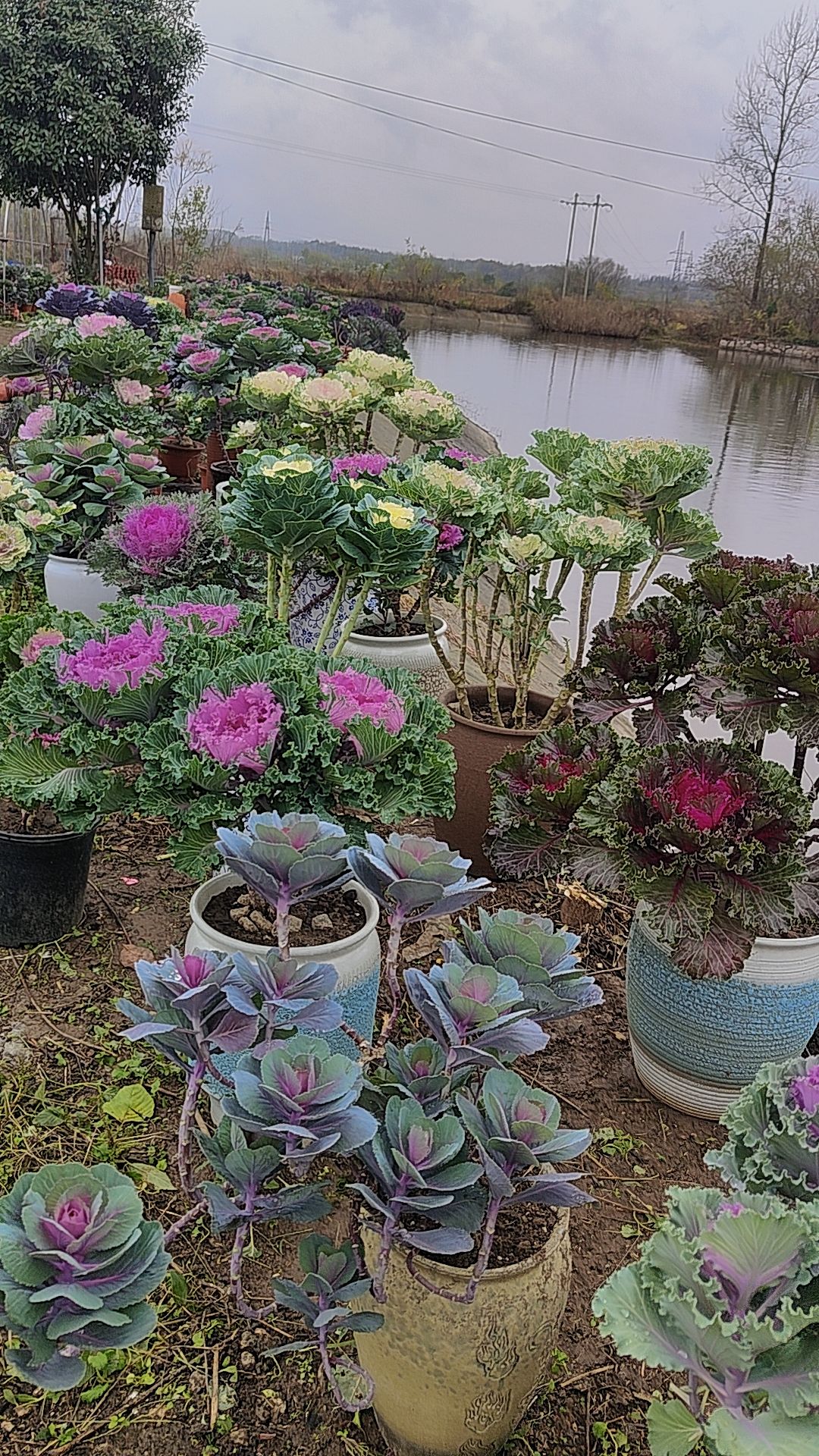 【幸运小花园】直播间一物一拍 羽衣甘蓝 冬日玫瑰 (勿盲拍)