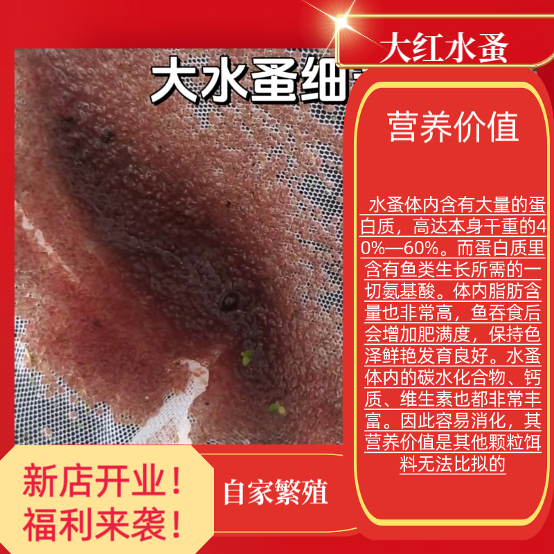 水蚤种可繁殖 自家养殖繁殖干净无菌高蛋白幼鱼鱼苗的开口活饲料