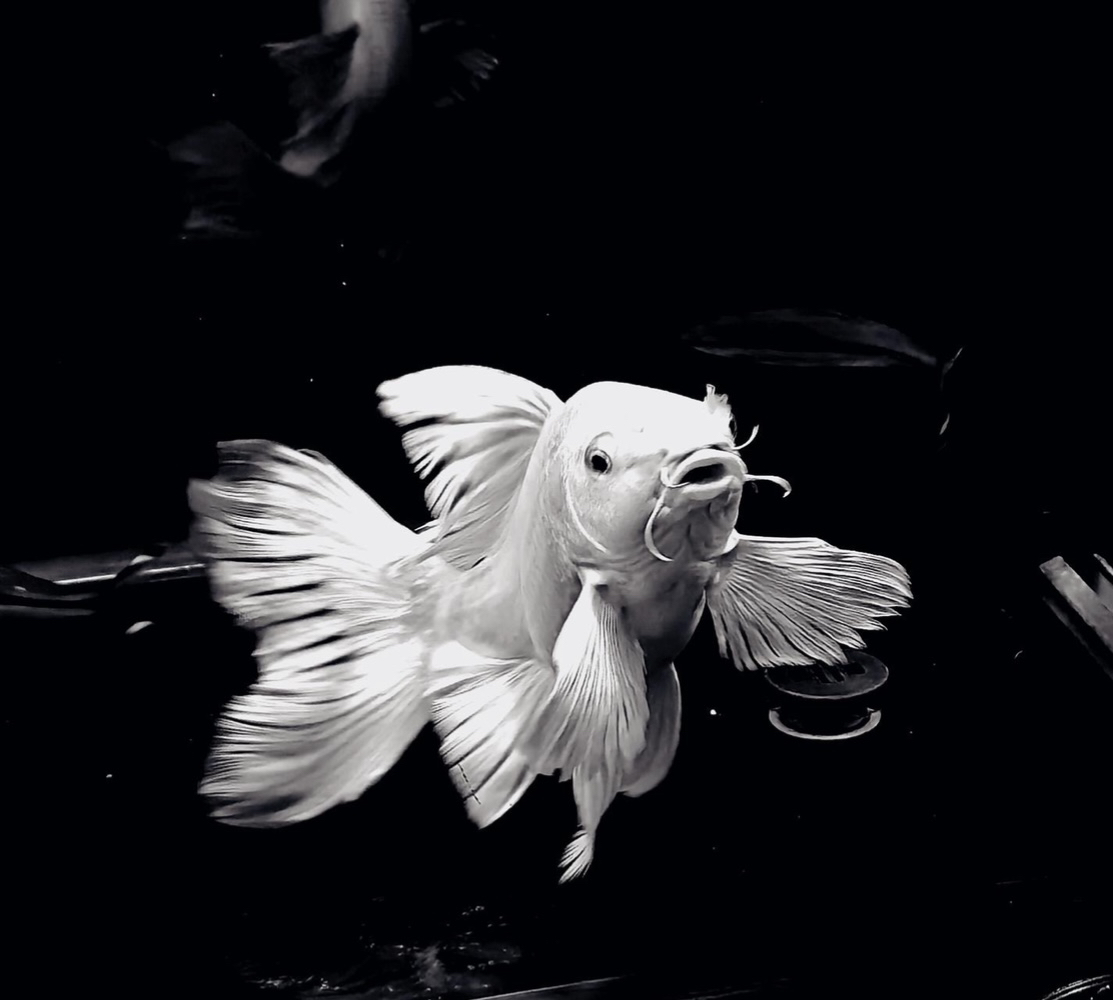 精品蝴蝶鲤  普身   精品短身